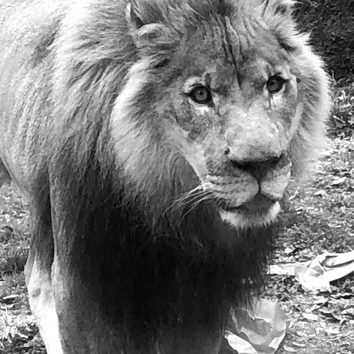 A male lion looking straight ahead